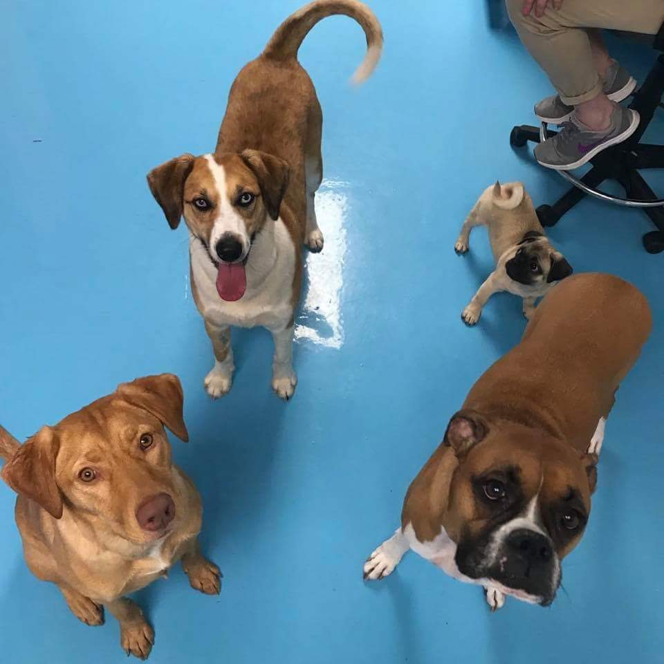 Epoxy Flooring for Vet Office & Kennels by Concepts in Concrete